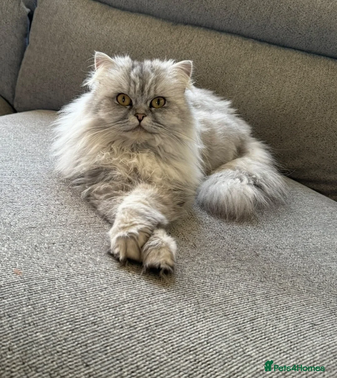 Persian cats for sale: Half Persian kittens  in Hexham - Advert 1