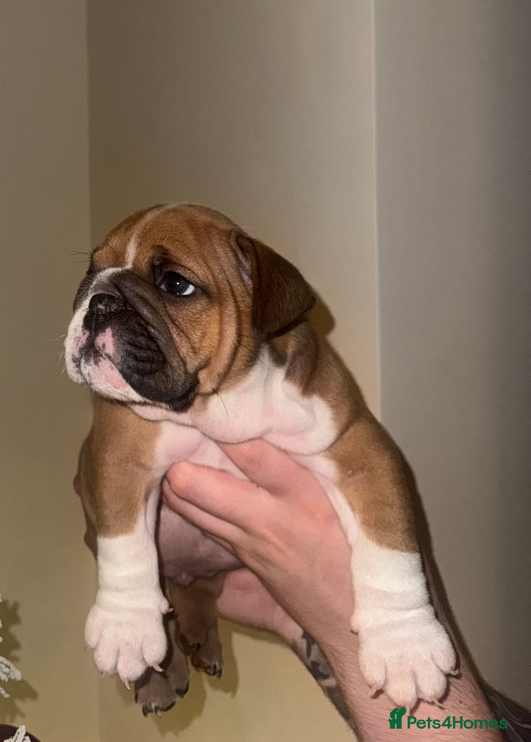 English Bulldog dogs for sale: English Bulldog Puppies🩵🩷 - Advert 7
