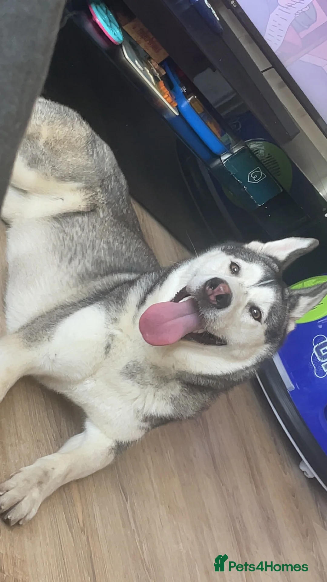 Siberian Husky dogs for sale: Siberian husky  - Advert 10