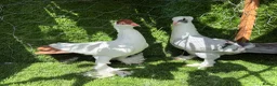 Pigeons birds for sale: Premium Breeding Pigeons Top Quality Pairs Availab - Advert 15