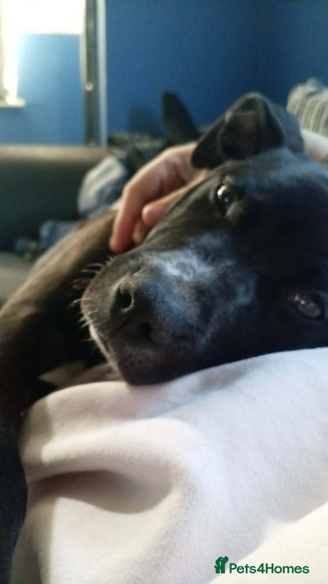 Mixed Breed dogs Male his nane is odin - Advert 2