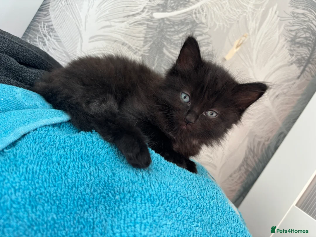 Bombay cats for sale: Bombay mix kittens  - Advert 1