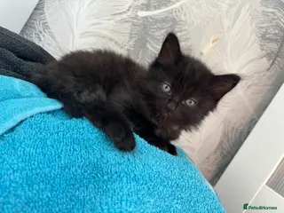 Bombay cats Bombay mix kittens - Advert 2