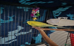 Budgerigars birds for sale: 4 Mixed Male Budgies For Sale - Image 4