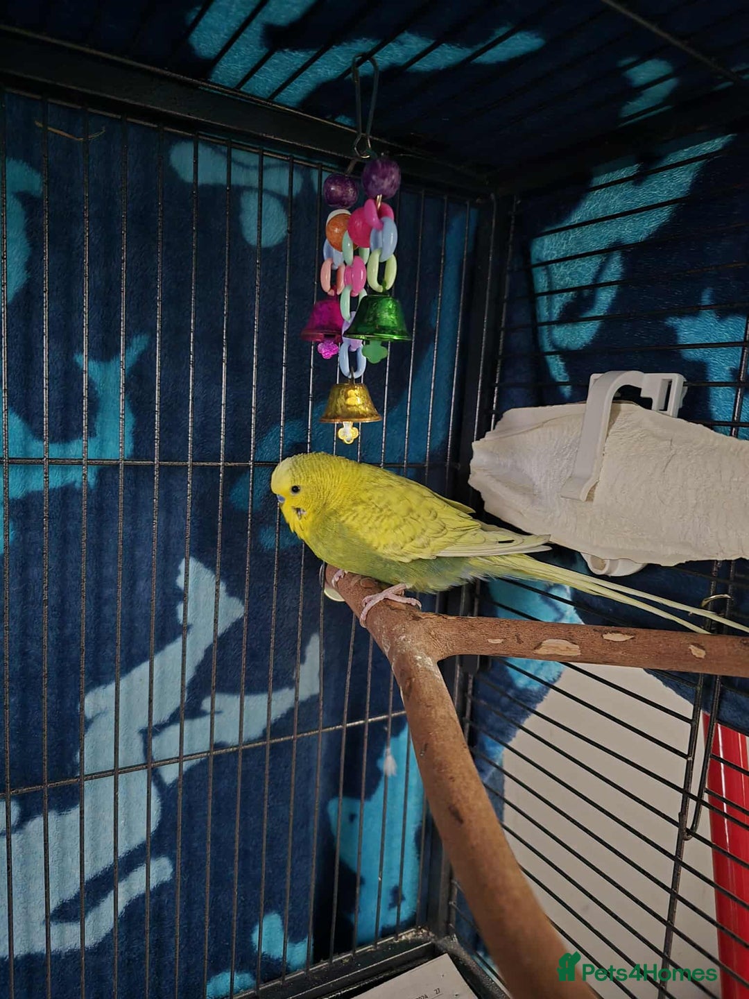 Budgerigars birds for sale: 4 Mixed Male Budgies For Sale - Image 4
