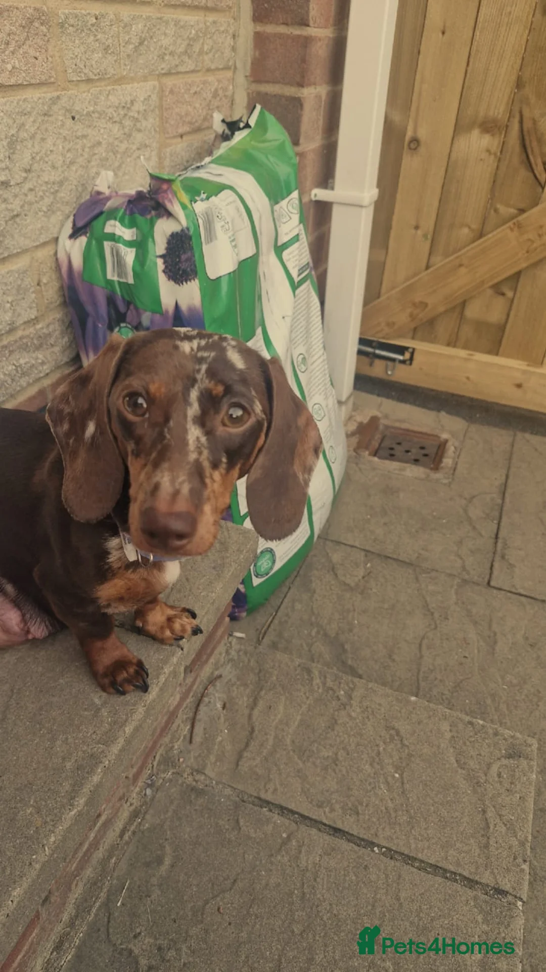 Miniature Dachshund dogs for sale: Miniature daschund 3 girls 1 boy ready 25/06/26 - Advert 2