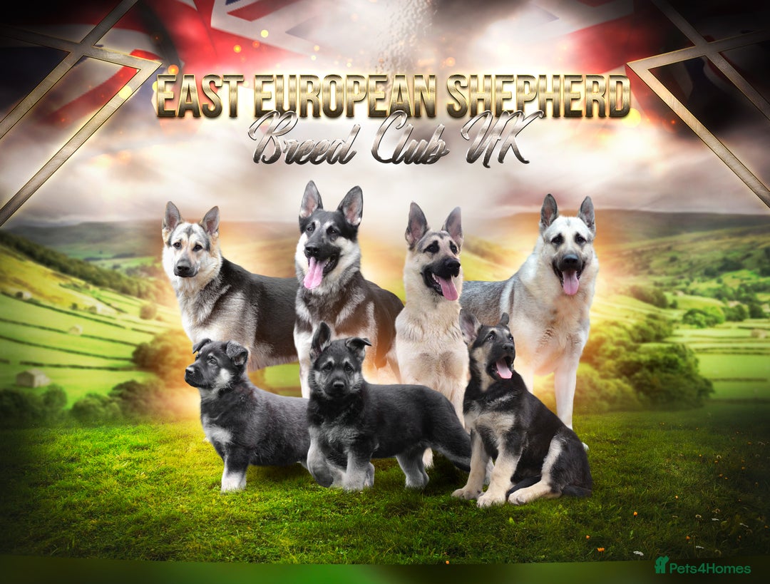 German Shepherd dogs for sale: ⚡RARE EAST EUROPEAN SHEPHERD PUPPIES AVAILABLE⚡ - Image 1