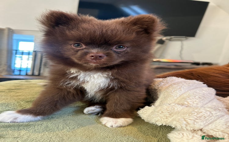 Pomeranian dogs - Advert 1