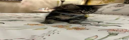 Ragamese cats for sale: Ragameze  - Advert 4