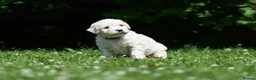 Goldendoodle dogs for sale: Quality Health Tested Goldendoodles - Advert 20