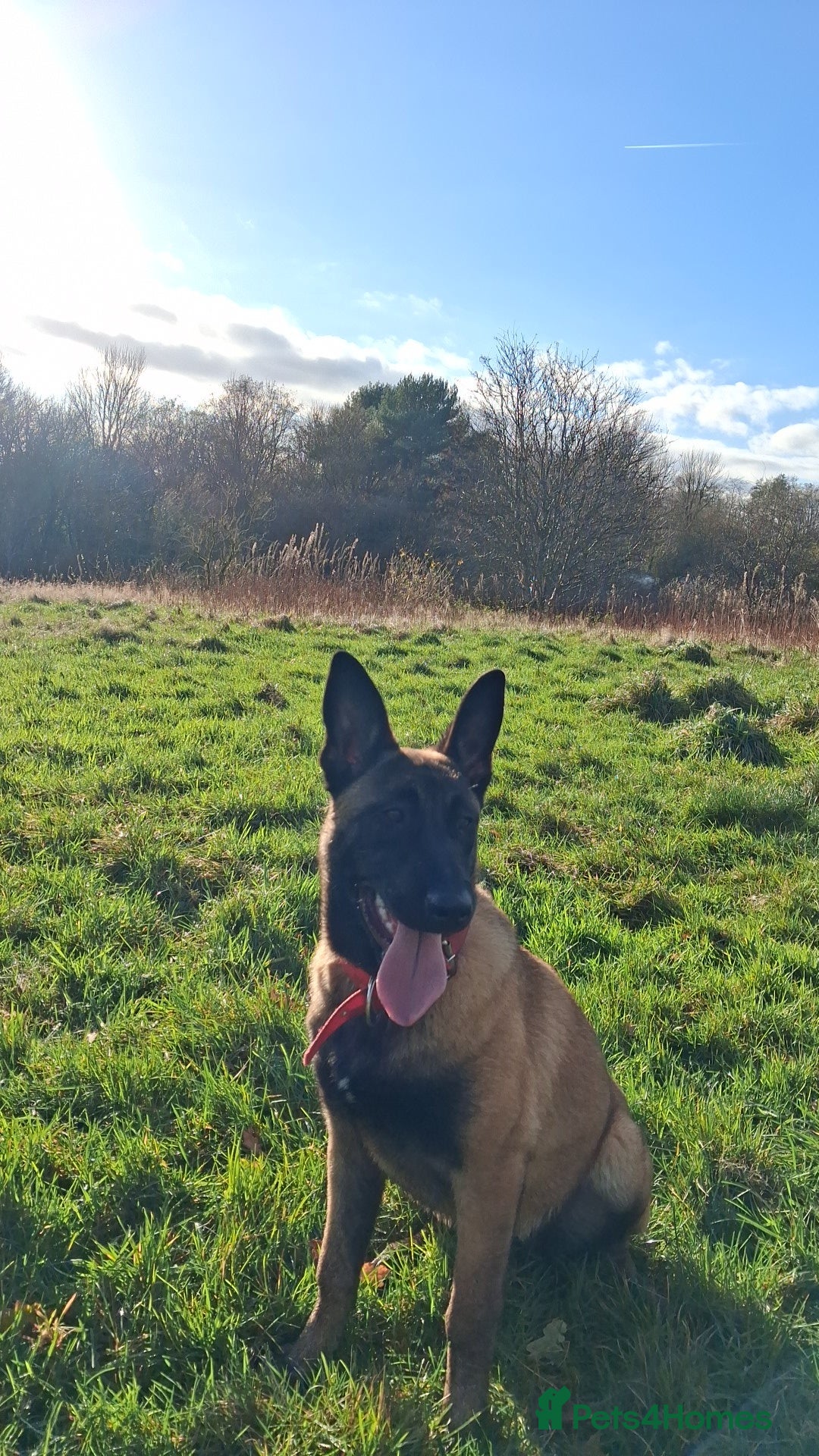 Belgian Shepherd Dog dogs for sale: Female belgian malinois for sale - Advert 1