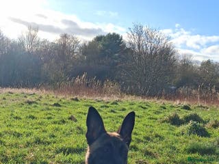 Belgian Shepherd Dog dogs Female belgian malinois for sale - Advert 17