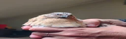 Quail poultry for sale: Free quail males. - Advert 4