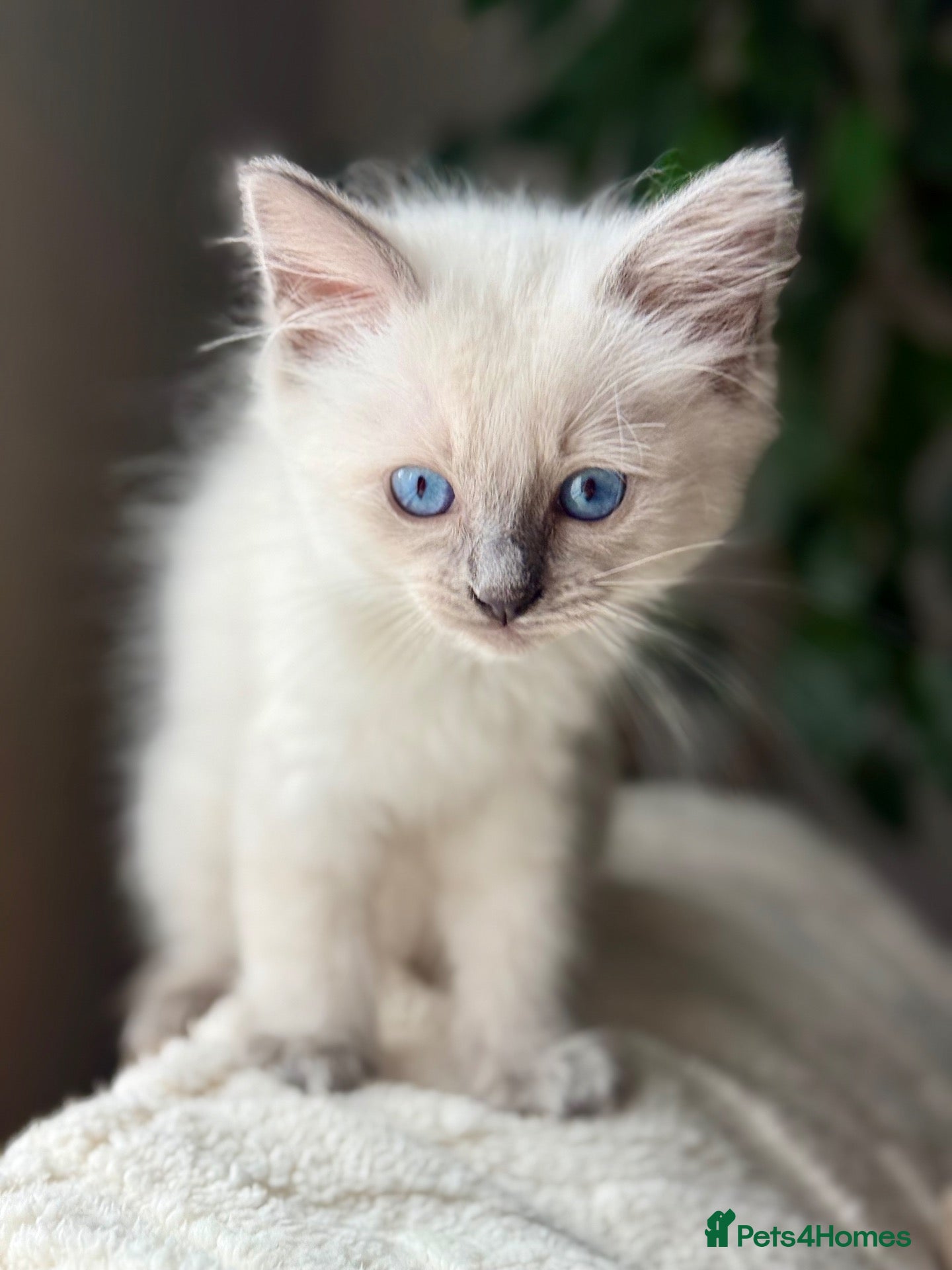Ragdoll cats 🔹🩵blue point Ragdoll Boy🩵🔹  - Advert 3