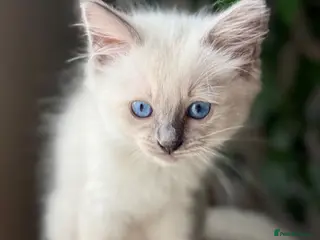 Ragdoll cats 🔹🩵blue point Ragdoll Boy🩵🔹 - Advert 3