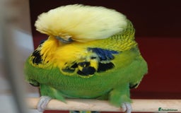 Budgerigars birds for sale: Stunning Rare Tame Exhibition Budgie  - Image 6