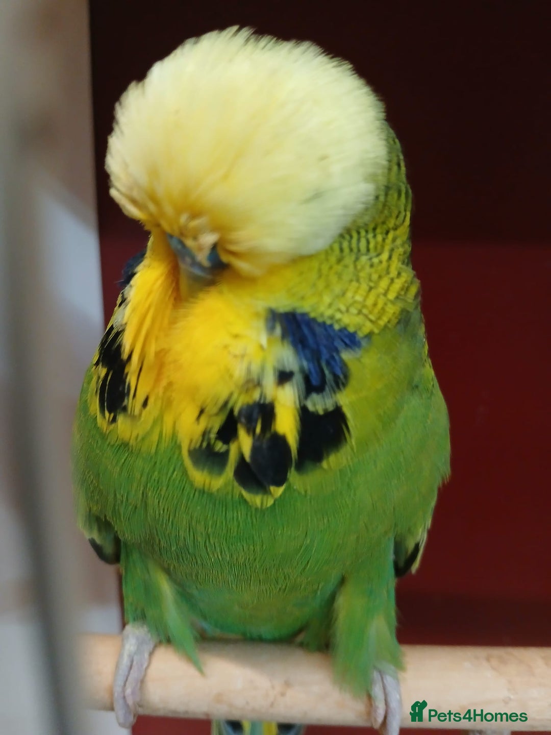 Budgerigars birds for sale: Stunning Rare Tame Exhibition Budgie  - Image 6