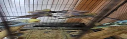 Budgerigars birds for sale: Baby buddies for sale - Advert 8
