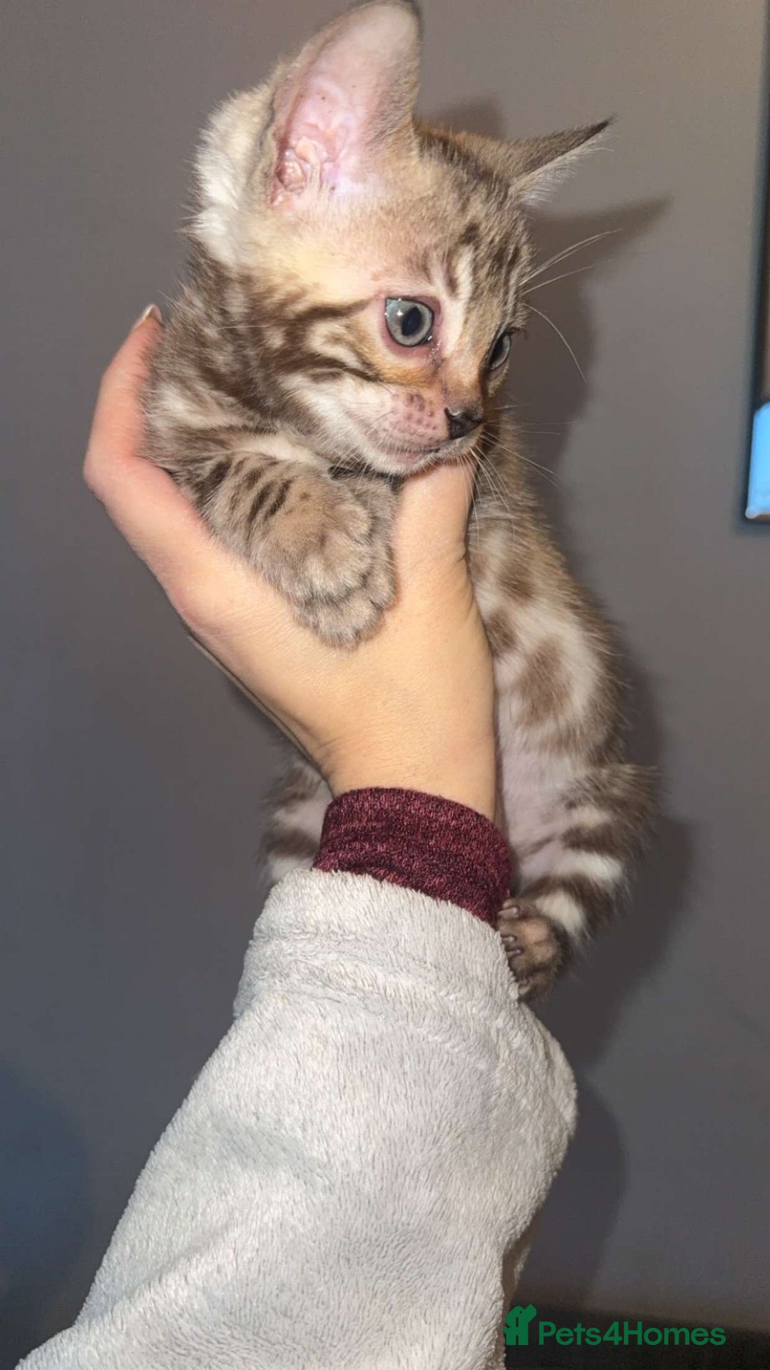 Bengal cats for sale: Bengal kittens  - Advert 19