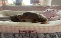 Miniature Dachshund dogs for sale: Miniature Dachshund  - Image 35