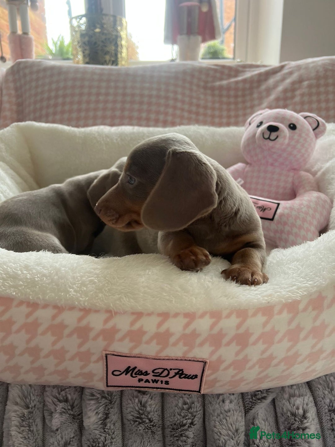 Miniature Dachshund dogs for sale: Miniature Dachshund  - Image 35