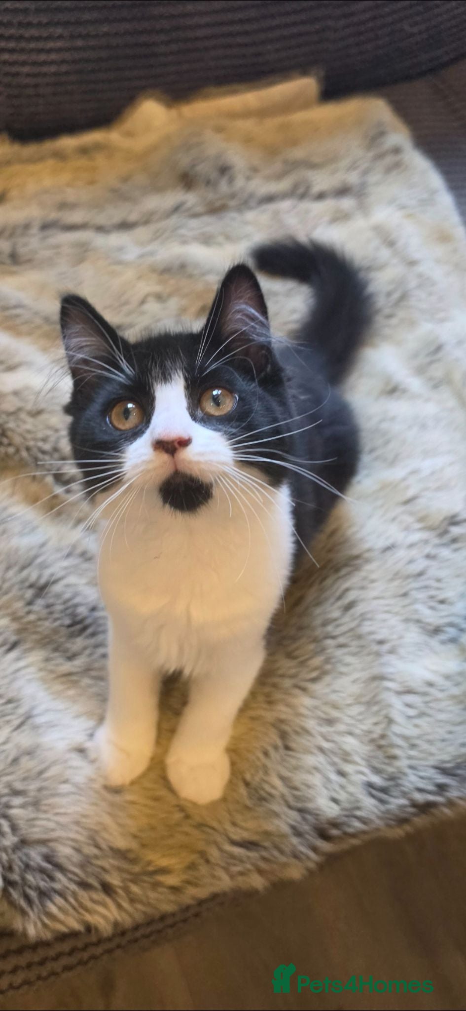Mixed Breed cats Beautiful long haired kittens  - Advert 2