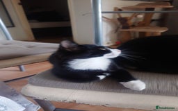 Mixed Breed cats for sale: Sweety girl  - Image 8
