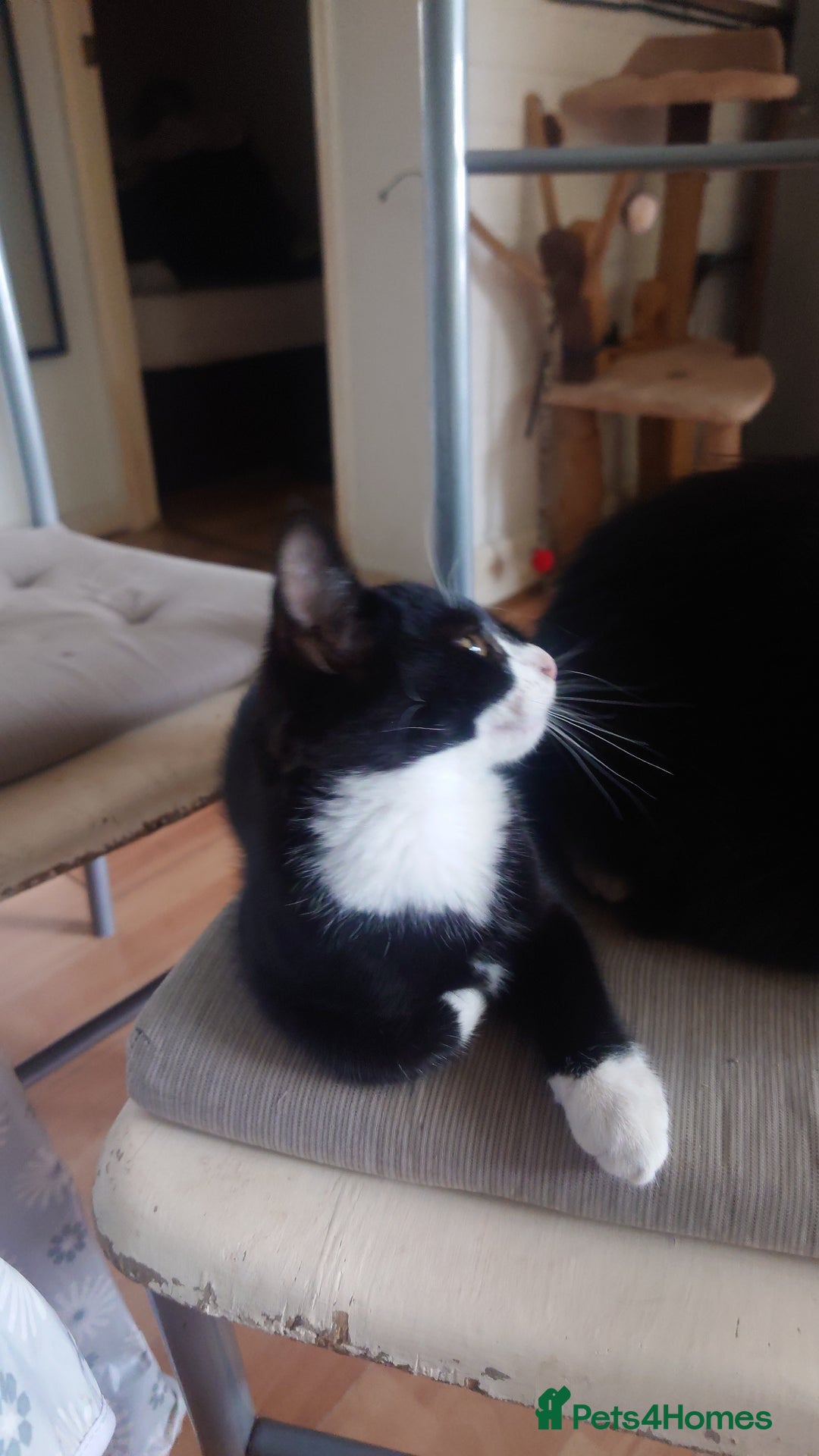 Mixed Breed cats for sale: Sweety girl  - Image 8