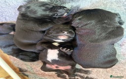 Mixed Breed dogs for sale: Labrador x Patterdale Puppies - Image 2