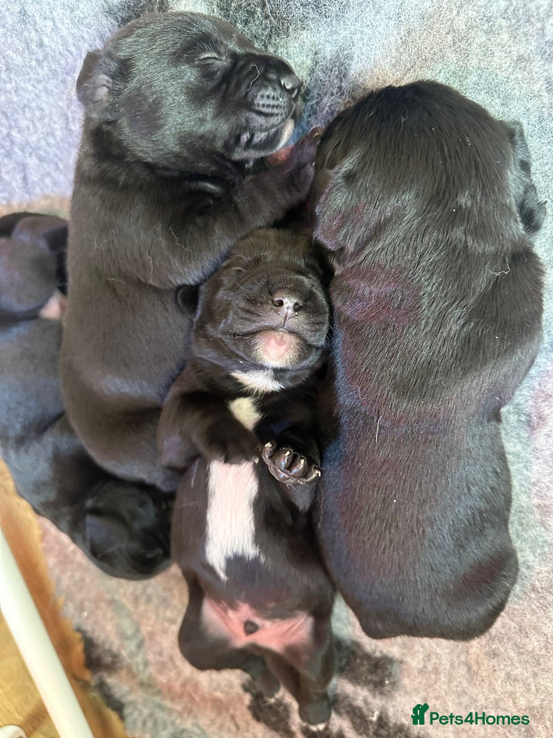 Mixed Breed dogs for sale: Labrador x Patterdale Puppies - Image 2