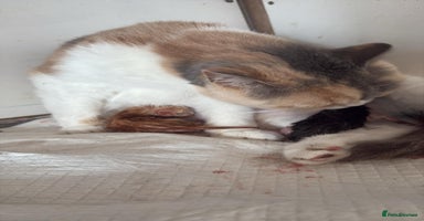 British Shorthair cats - Advert 6