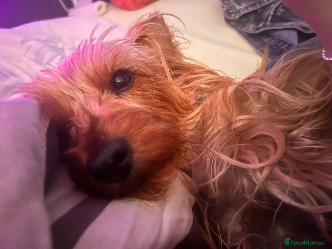 Yorkshire Terrier dogs for sale: Yorkshire terrier  - Advert 3