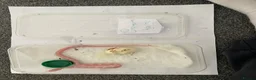 Corn Snake reptiles for sale: Corn Snakes - Advert 14