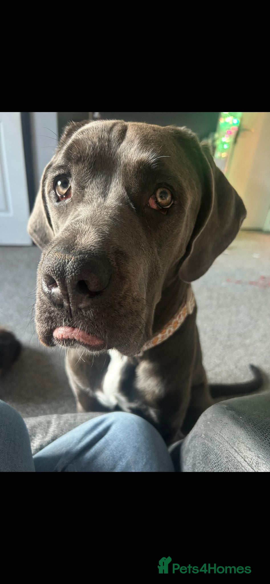 Cane Corso dogs 18 month cane corso female  - Advert 1