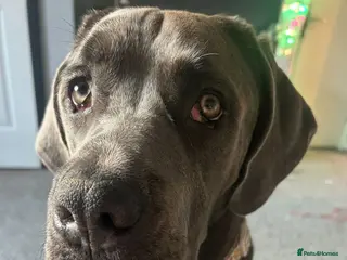 Cane Corso dogs 18 month cane corso female - Advert 1