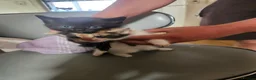 Mixed Breed cats for sale: Kitten - Advert 11