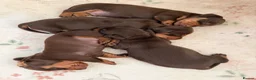 Miniature Dachshund dogs for sale: KC Reg Miniature Chocolate & Tan Dachshunds - Advert 5