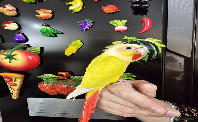Conures birds - Advert 4