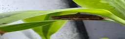 Gecko reptiles for sale: Baby Mourning geckos and Isopods for sale - Advert 14