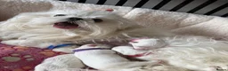 Maltese dogs for sale: Beautiful Korean Maltese puppies 🩷🩵 - Advert 10