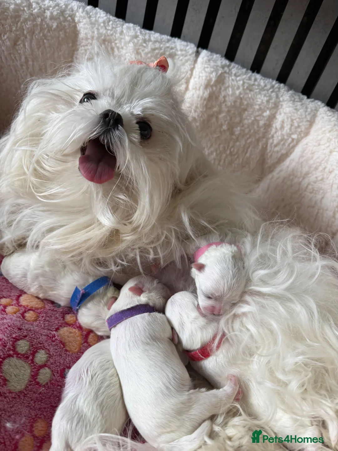 Maltese dogs for sale: Beautiful Korean Maltese puppies 🩷🩵 - Advert 10