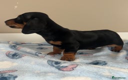 Miniature Dachshund dogs for sale: Stunning miniature dachshund  - Image 2
