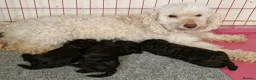 Miniature Poodle dogs for sale: Miniature poodle  - Advert 4