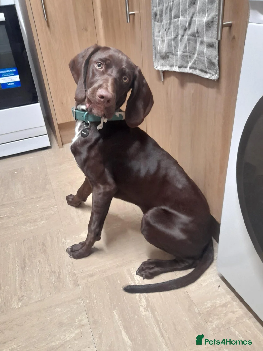 Mixed Breed dogs for sale: Male weimaraner x springer  in Cromer - Advert 1