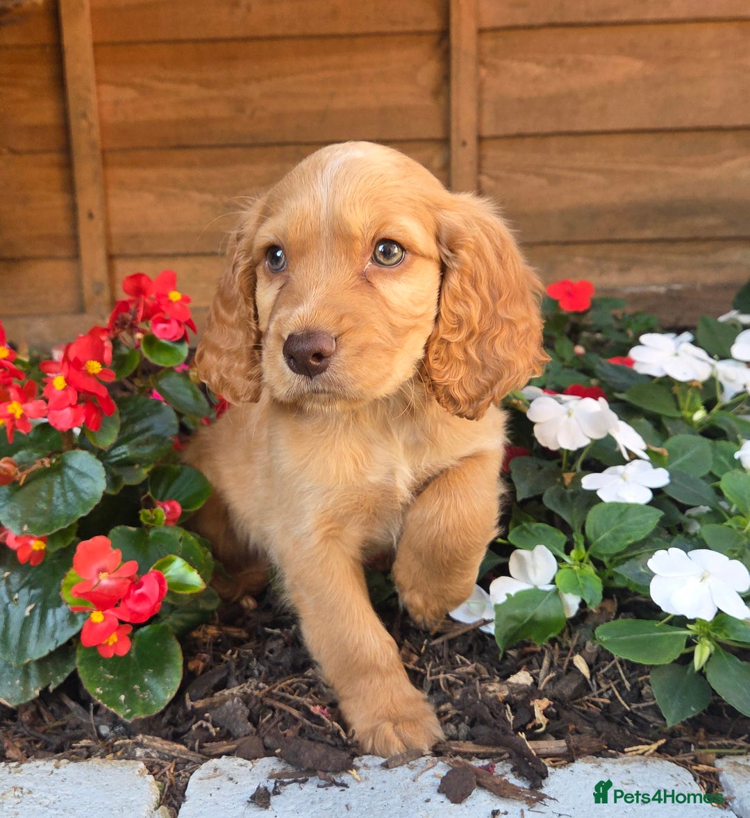 Cocker Spaniel dogs for sale: 2 beautiful working cocker spaniel pups  - Image 6