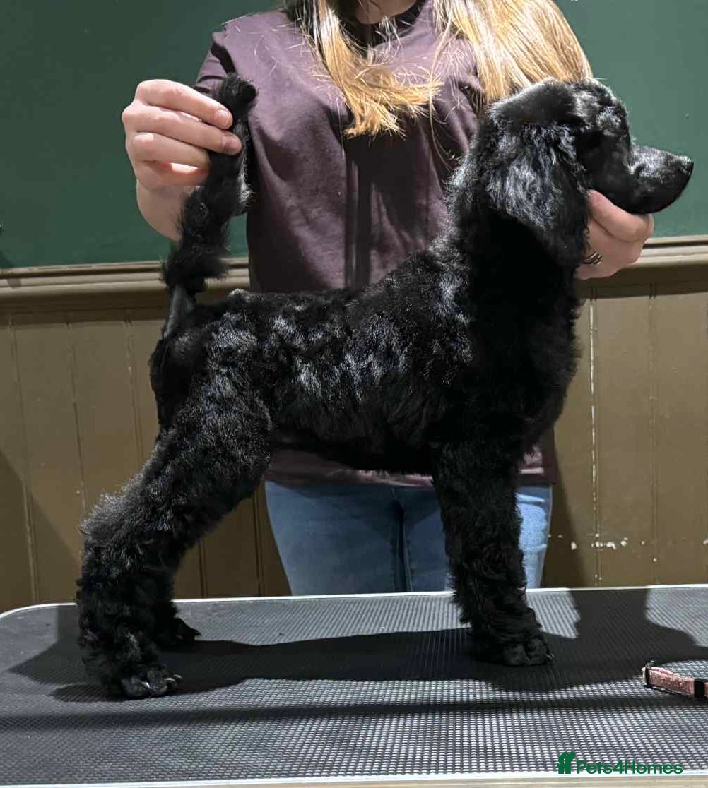 Standard Poodle dogs Champion sired standard poodles  - Advert 3