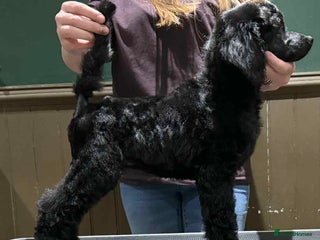 Standard Poodle dogs Champion sired standard poodles - Advert 5