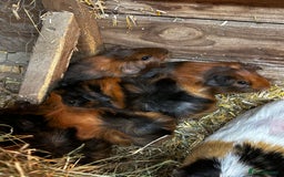 Guinea Pig rodents for sale: Baby guinea Pigs for sale - Image 8