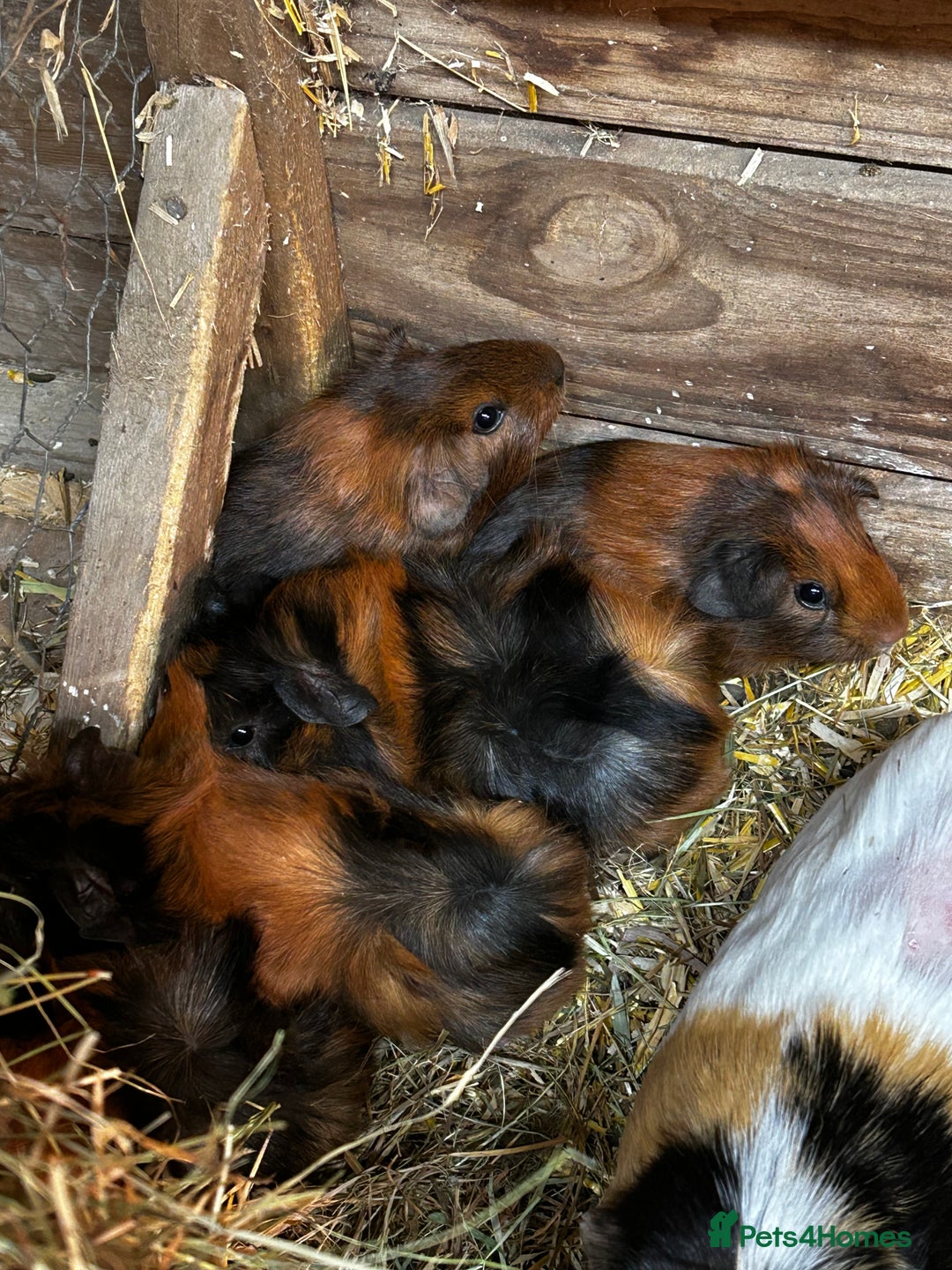 Guinea Pig rodents for sale: Baby guinea Pigs for sale - Image 8