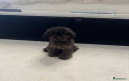Toy Poodle dogs for sale: 16 Month Old Asian Toy Poodle - Image 4